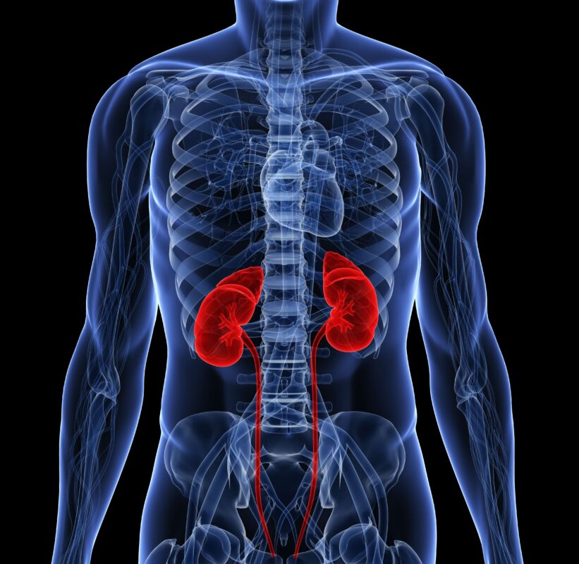Human kidneys my nutrition clinic